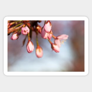 Cherry Tree Buds Sticker